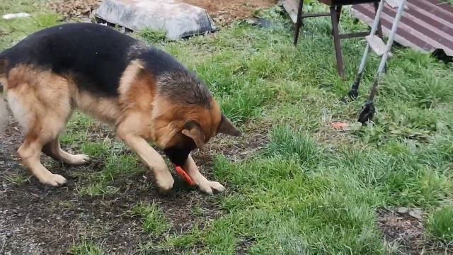 Мои голуби. Иранские на высоких ногах. смотреть онлайн