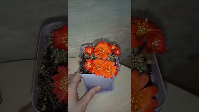 Цветение кактуса🌵🌸