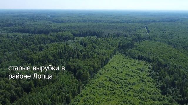 вырубка леса в Волосовском районе смотреть онлайн