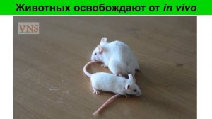 Животных освобождают от исследований in vivo