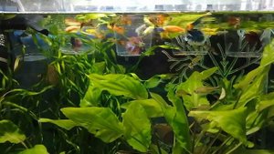 Аквариумные рыбки Петушки. Вариант содержания драчунов) в общем аквариуме ?.