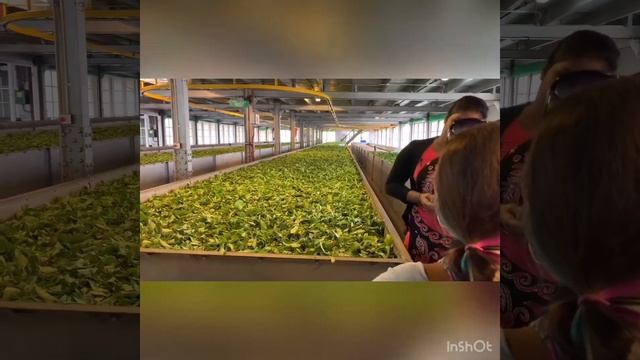 Шри-Ланка Чайная плантация Damro Labookellie Tea Centre Секрет чая смотреть онлайн