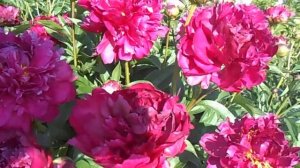 Пион Генерал Мак Магон в моём саду