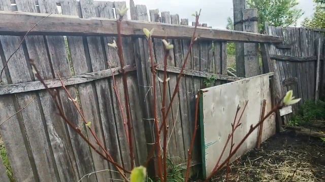 Саженцы из магазина Хомяк в Туле. смотреть онлайн