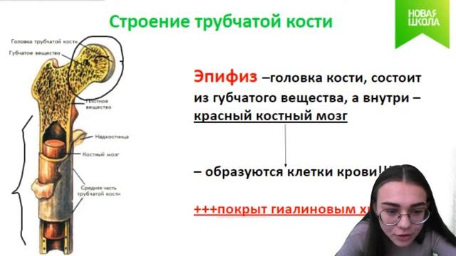 НШ | Биология. Строение трубчатой кости