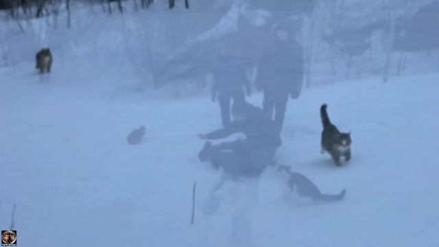 Подземелья Крепость Тронгзунд и Высоцк-ие котики. Миссия "Высоцк. Зимняя рыбалка 2022". #черныйюмор смотреть онлайн