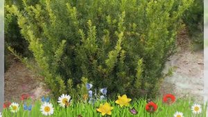 Тисс средний Хилли (hilly) ? Обзор: посадка и уход. саженцы тисса Хилли: описание и особенности