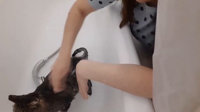 Как я купаю мою кошку Масю смотреть онлайн