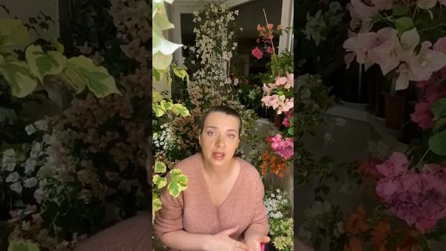 Основы ухода за бугенвиллией смотреть онлайн