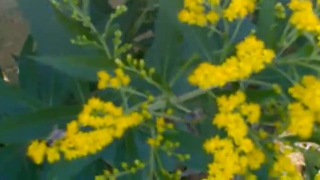 Bletet ne Solidago gigantea смотреть онлайн