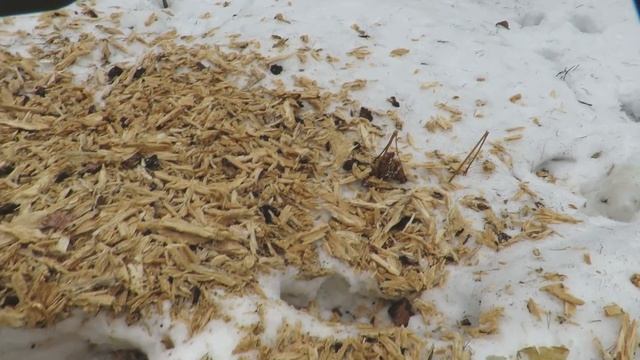 Как дятлы добывают короедов из дерева смотреть онлайн