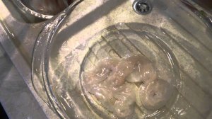 Быстрая чистка говяжьих кишок. Часть 3. Проверка целостности.