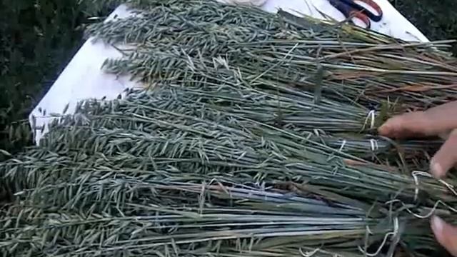 Когда срезать и как сушить овёс. смотреть онлайн