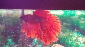 Петушок рыбка, после подмены воды в аквариуме, видео.