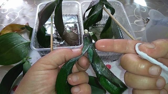 Обзор реанимашек, корешки с нуля , быстрый результат смотреть онлайн