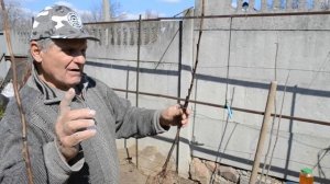 ВИНОГРАД: посадка и выращивание весной