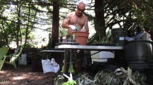 How to Pot up Sabal minor  Palm seedlings