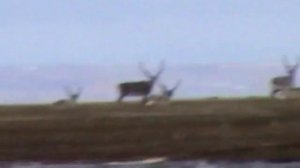 Озеро Таймыр 2003г. (часть 1)