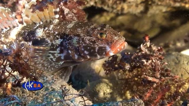 Красноротый бычок. Рыбы Черного моря. Gobius cruentatus. Red-mounthed goby смотреть онлайн
