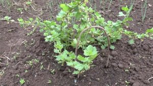 Как посадить, ухаживать и разводить крыжовник на даче