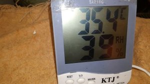 Коричневые Мускусные утята (шипугы) Температура в гнезде под уткой на выводе 38.0 влажность 83%