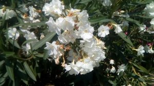 красивые цветы, в яркий погожий день)))