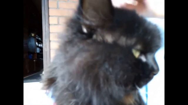 Хвостатые усатые смотреть онлайн