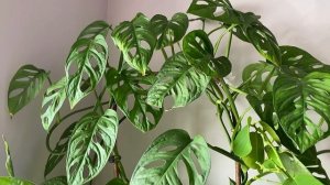 ?МОНСТЕРЫ. Уход в домашних условиях?