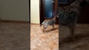 Дрессировка Бордер Терьера.