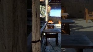 Самшитовая роща. Пицунда. Абхазия. 2023