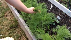 Как правильно срезать кустовой укроп / Dill