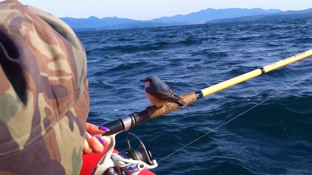 Камбала в сентябре (закрытие сезона по камбале.) смотреть онлайн