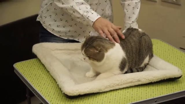 Шотландская вислоухая кошка: рассказ заводчика о породе 1 часть