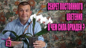 СЕКРЕТ ПОСТОЯННОГО ЦВЕТЕНИЯ ОРХИДЕИ. В ЧЕМ СИЛА? РАЗНИЦА МЕЖДУ ВЗРОСЛЫМИ И МОЛОДЫМИ ФАЛЕНОПСИС.