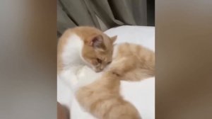 ПРИКОЛЫ С КОТАМИ! С ОЗВУЧКОЙ! Самые смешные животные! Смешные кошки и собаки 2023! ТЕСТ НА ПСИХИКУ!