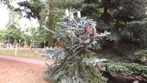 Abies procera 'Argentea'  jedle vznešená