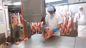 Распиловка туш свиней на заводе