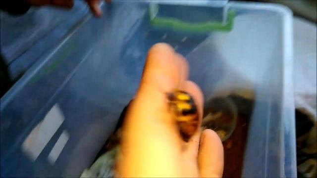 Гигантские тараканы