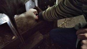 Как подложить цыплят под курицу