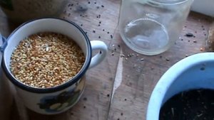 Изготовление зерносмеси для канареек