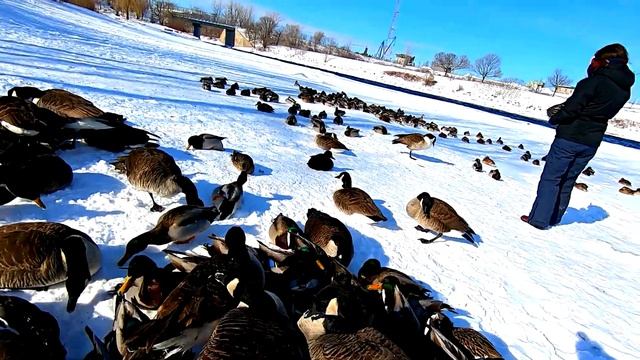 Кормим с рук диких уток и гусей зимой в Канаде (Feeding wild geese & ducks by hand in Canada) смотреть онлайн