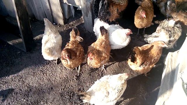 Приунывшая курица, признак забитого пищеварения! смотреть онлайн