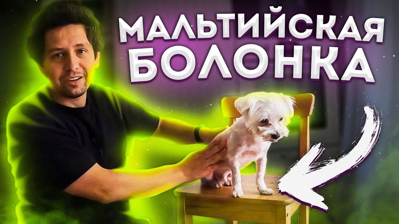 НИКОГДА НЕ ЗАВОДИТЕ МАЛЬТИЙСКУЮ БОЛОНКУ НЕ ПОСМОТРЕВ ЭТО ВИДЕО ПРО БОЛОНКУ МАЛЬТЕЗЕ: ЧАСТЬ 2