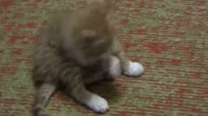 Воспитание котенка