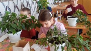 Учимся ухаживать за комнатными растениями