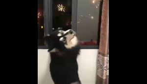 Собакен любуется фейерверками