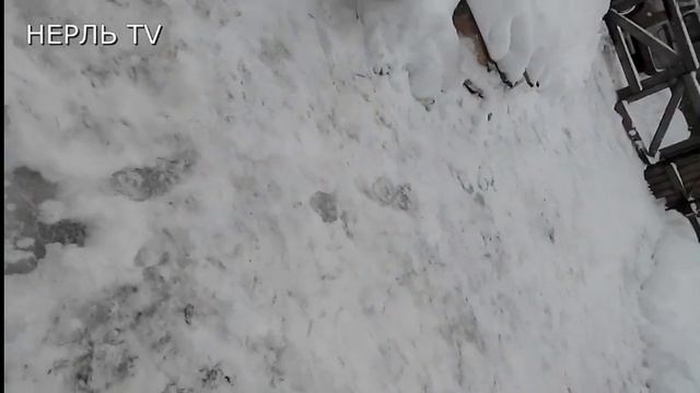 нерль тв смотреть онлайн