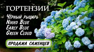 Гортензии крупнолистные Nikko Blue, Чёрный рыцарь, Green Cloud, Early Blue, Chocolate Ever Belles