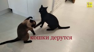 Кошки дерутся