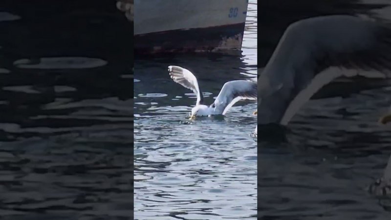 Браконьеры чайки